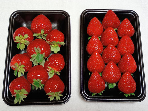 【完熟・大玉】真っ赤で芳醇な甘さ『さちのか』（250g×2パック）