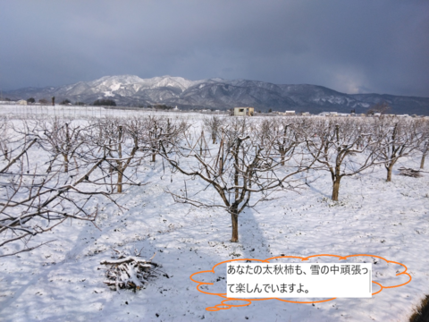 甘柿『 太秋柿 』甘くて美味しい　小箱サイズ４Ｌ・５個・１.55kg以上化粧箱入り