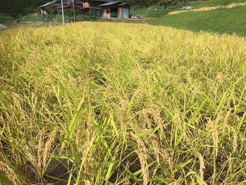 自然栽培（農薬不使用、有機・化学肥料不使用）　コシヒカリ玄米10kg　令和4年　岐阜県産