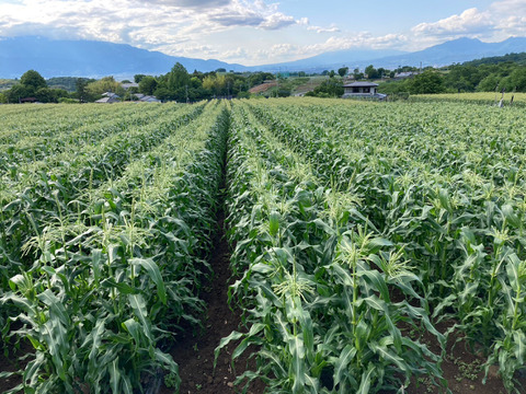 濃厚じゅわっ！朝採り【ゴールドラッシュ】/ 8本
