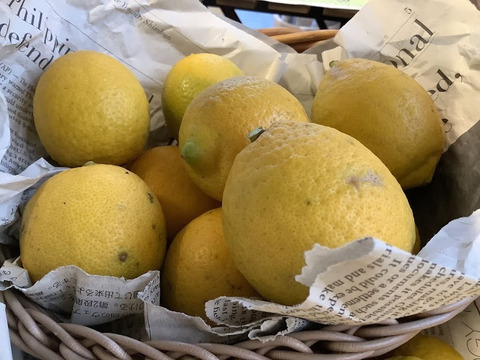 【栽培期間中農薬不使用！】知多半島産レモン＆柚子セット2㎏(訳あり特価！)