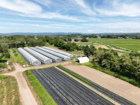 【北海道産】🍅樹上熟3段採り🍅桃太郎トマト2kg箱〈正品〉