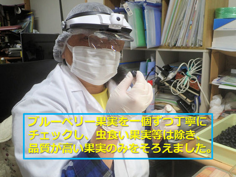 完熟のまま手摘み選別した冷凍ブルーベリー：4品種（125gの4パック）：ひと粒に、自然の贅沢をそのまま閉じ込めて。凍ったままが美味しい！