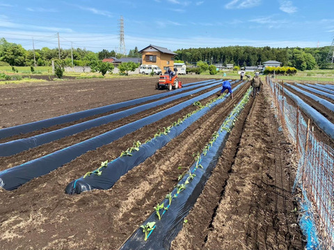 Lサイズ紅はるか（5kg）熟成１ヵ月超え！(茨城県産)(サツマイモ)(土付き)