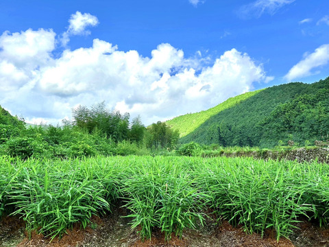 【受注収穫】掘りたて新生姜５ｋｇ 農薬不使用 自然栽培 四万十産