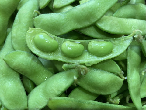 枝豆王国新潟から☆【1kg】まめ〜!枝豆!うんめよ(^^)