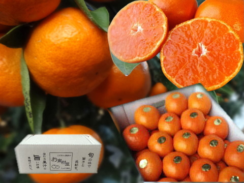 【冬ギフト】甘～い！夢の濃熟みかん！完熟収穫の濃厚な美味しさはみかん好きも大絶賛！厳選プレミアムみかん「蜜ツ丸（みつまる）」白のギフト箱 　Mサイズ　３５玉入　「熨斗対応可」【商品番号112】