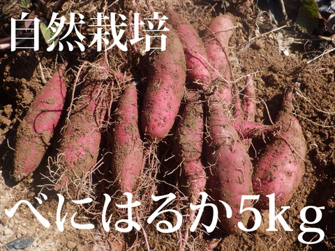 自然栽培　さつまいも　紅はるか（べにはるか）　5ｋｇ