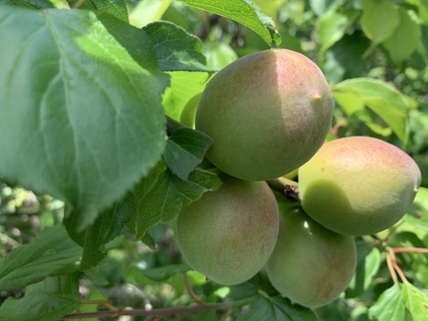 まじりっけなし！梅シロップ梅酒に最適！『色づき梅郷』5kg 自然栽培の梅。農薬不使用