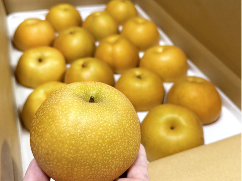 糖度ピークです‼️【ほぼほぼ果汁です💦】豊水梨贈答用5kg(14-16個)甘い‼️甘くてジューシーまるで梨ジュース🥤ひとつひとつ色付きを確かめて収穫😋完熟なのでキメが細かく味が濃い‼️