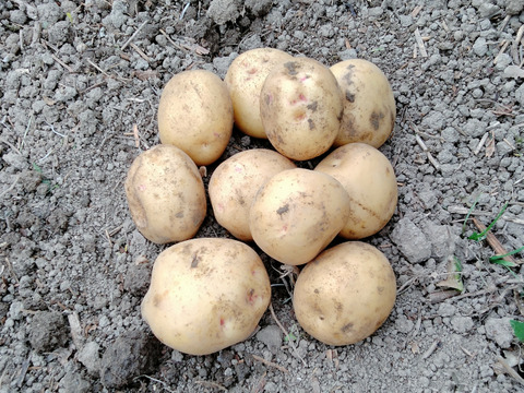 やっちゃん農園のキタアカリ３キロ