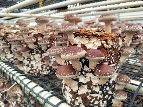 新鮮菌床しいたけ 1.5kg　小～中サイズ　サルに負けないキノコ栽培！冷蔵便