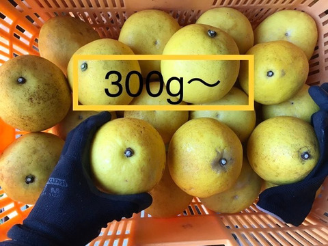 残りわずか！【高知県産】お日様の文旦/農家のおやつ　小さめ　3㎏