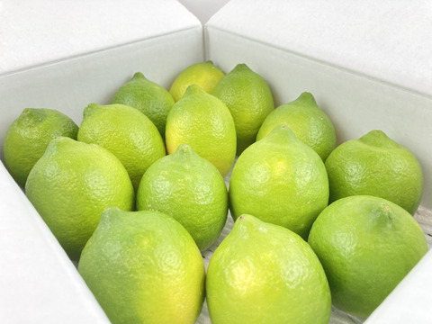 【レモン島からお届け】グリーンレモン贈答用6kg◎ワックス•防腐剤•防カビ剤不使用