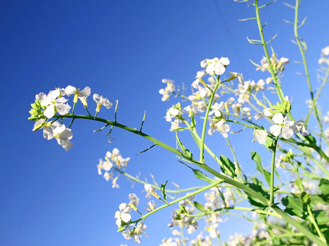 【おでん用】究極の絹食感！奥四万十絹大根５ｋｇ 農薬不使用 自然栽培 四万十産
