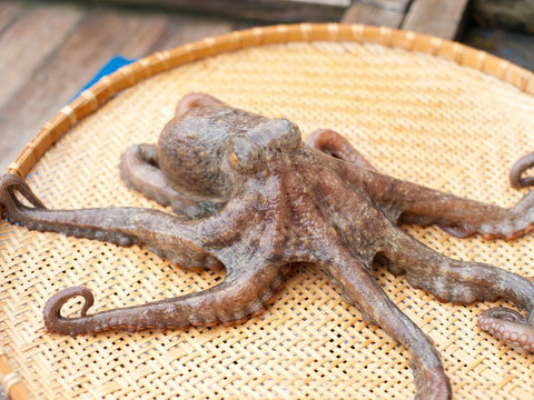 【旨さが違う】真蛸/鳴門海峡/大きめ/原体1.3~1.7kg/足だけ４本【冷凍】