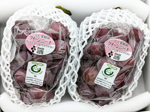 紅の芳醇【プレミアム贈答】クイーンニーナ約500g×2房 （合計約1kg）長野県認証/特別栽培同基準（信州の環境にやさしい農産物認証50）【冬ギフト】