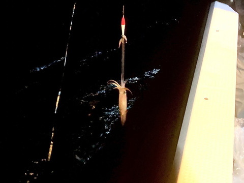 【イカの女王】一本釣りした"ケンサキイカ"アカイカ 剣先イカ 1.4kg~1.7kg《150g~300g台/７杯/ファミリーサイズ/冷凍真空》
