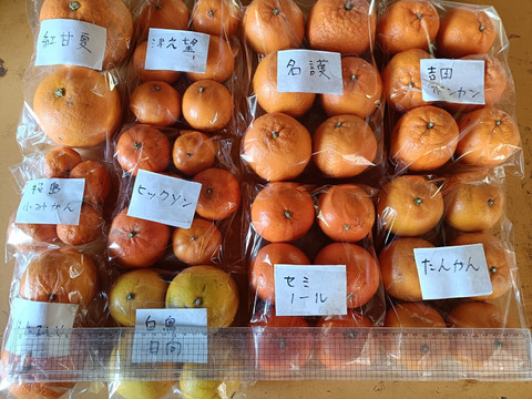 柑橘食べ比べ　　10品種　箱込み7㎏前後