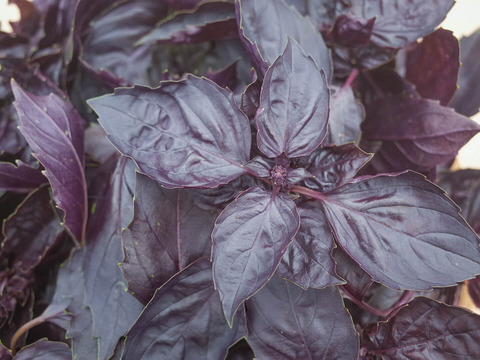 採れたて！新鮮ダークオパールバジル 300g 【農薬化学肥料不使用】