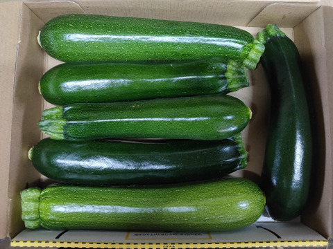 ズッキーニ1ｋｇ★宅急便コンパクト発送　パチャママ農園