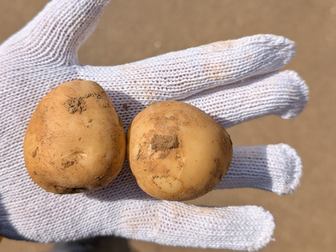 《冬の新じゃが》小玉サイズ！品種：普賢丸５KG  五島列島産 自然農業での栽培