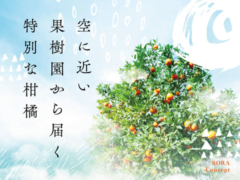 在庫処分セール そら甘平【天空の甘平】愛媛産みかん 3kg：愛媛県産のみかん 果物