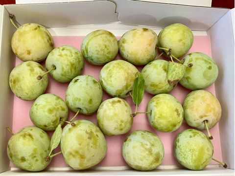 みどりの西洋プラム グリーンゲージ (1kg)