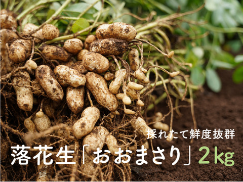 お得 鮮度抜群 旬の味 生落花生 おおまさり ２kg 千葉県産の落花生 ピーナッツ 食べチョク 産地直送 産直 お取り寄せ通販 農家 漁師から 旬の食材を直送