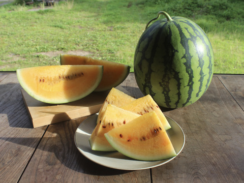 【最終便】朝獲り！鳥取県産 金色羅皇スイカ1玉(6kg以上）