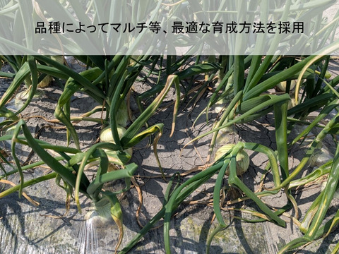 新玉ねぎ ジューシーかつ甘い！佐賀県産玉ねぎ 極早生『貴錦』L5kg