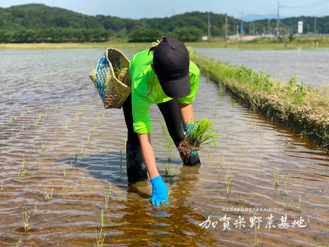 【新米】【農薬・化学肥料不使用】「黒米」200g<有機JAS認証>『加賀米野菜基地』