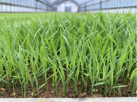 【令和7年新米】あきたこまち精米 9kg 「大谷米」 もっちり甘い 単一農家米100%！