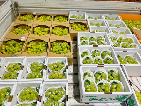 不揃いでも味は極上！🟢期間限定！シャインマスカット🟢ご家庭用【4房-約1.6kg】