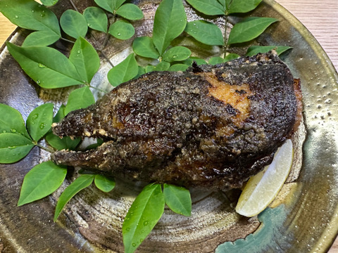 本日の1点物！ウツボの頭４匹分（冷凍品）サイズはアソートです