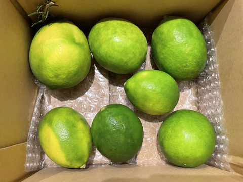 箱込約1㌔　マイヤーレモン　皮までバリバリ食べれる美味しさ