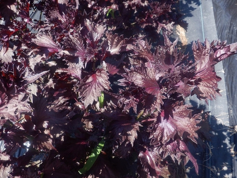 岐阜県、自然栽培、紫蘇、赤紫蘇、シソ 葉、柔らかい枝先付き 農薬未使用 c733e3cfc19b07e72b167c03cd0a2a