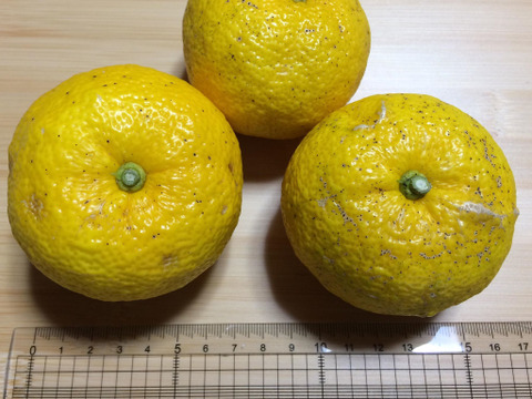 ご予約受付中【高知県産】自然栽培・星空の柚子・3kg