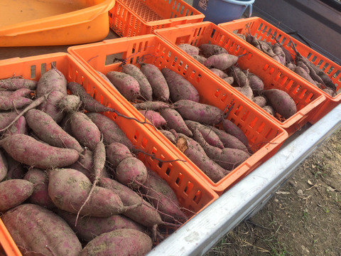 ★訳ありB品★自然栽培さつまいも 安納芋♪(3kg)