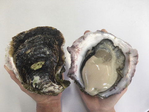 ㊗️4366件‼️突破特別価格‼️【超極濃プレミアム生食用岩牡蠣】超々特大サイズ10個　お客様に「ありがとう」と「美味しさ」を長崎県五島列島よりお届けいたします。