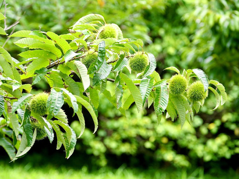 【大人気品種】ぽろたん栗２ｋｇ 大小混合サイズ  農薬不使用 自然栽培 四万十産