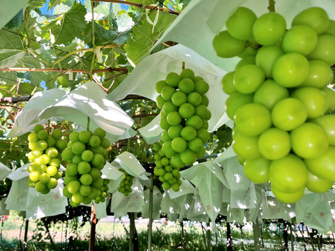 数量限定【山梨県笛吹市産】ぜいたく２品種セット　富士の輝＆シャインマスカット　各1房　約1.3ｋｇ　高級品種と定番品種を食べ比べ　皮ごとOK 種なし