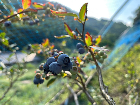 【朝採れ！農薬不使用】甘くて大粒なブルーベリー　広島県竹原市の山間部で栽培！
