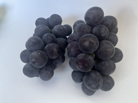 【敬老の日ギフト】ピオーネ　家庭用3～4房