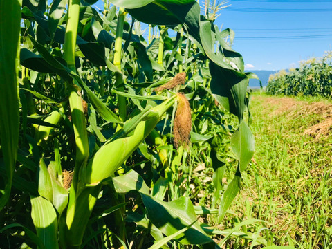 太陽の恵みいっぱい　あま～いとうもろこし（10本　約4キロ）