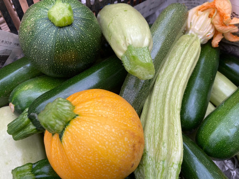 9/23更新✨選べる10つの野菜チョイス！生落花生おおまさりスタート！！農薬・化学肥料不使用の野菜セット🥬