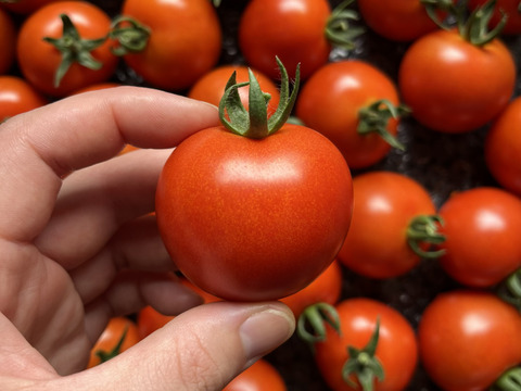 濃い旨味！北海道壮瞥町産中玉トマト　ラビットゴッホ約3.7kg