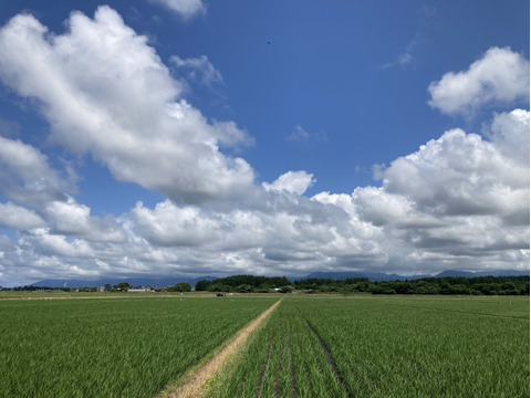 【令和7年新米】あきたこまち精米 9kg 「大谷米」 もっちり甘い 単一農家米100%！