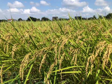 R４年産　Pino  farmの特別栽培米　食べ比べセット　【2㎏×4種】