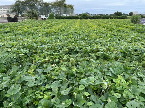 ふくむらさきS-M3kg！糖度高くアントシアニン豊富なさつまいも